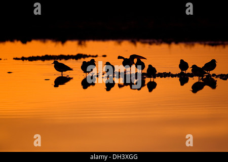 Steinwälzer Arenaria interpres Stockfoto