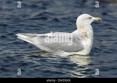 Glaucous Gull Larus hyperboreus Stockfoto