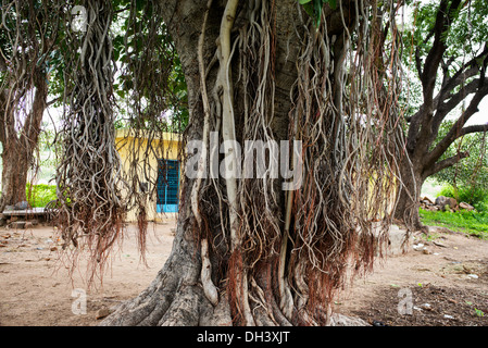 Ficus Benghalensis. Indische Banyan Tree mit Antenne prop Wurzeln. Indien Stockfoto