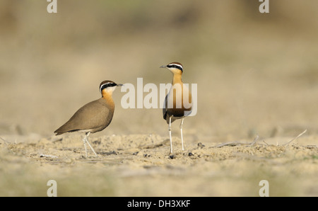 Indische Renner - Cursorius coromandelicus Stockfoto