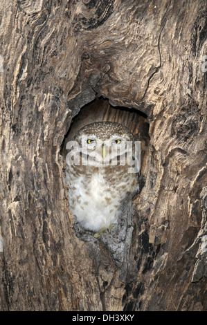 Gefleckte Owlet - Athene brama Stockfoto