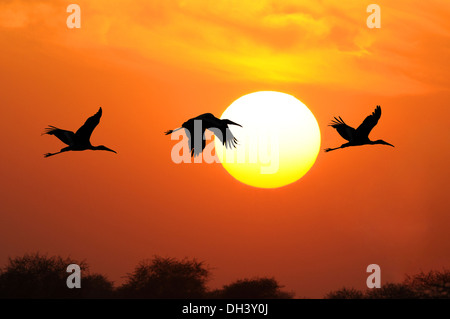 Bemalte Störche bei Sonnenuntergang - Mycteria leucocephala Stockfoto