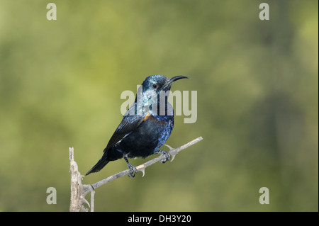 Lila Sunbird - Cinnyris asiaticus Stockfoto