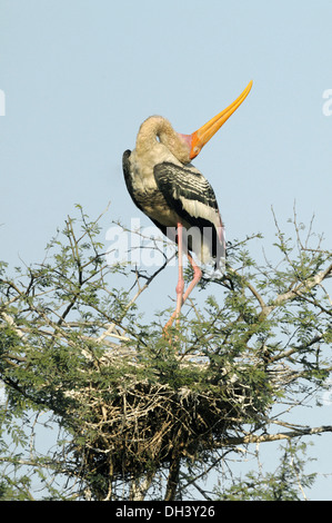 Bemalte Storch - Mycteria leucocephala Stockfoto