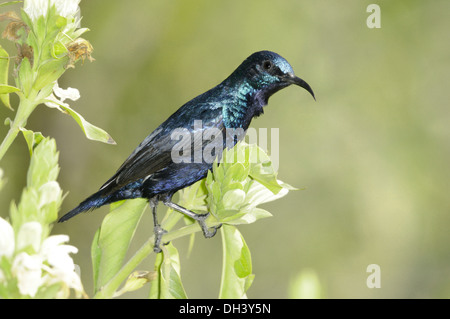 Lila Sunbird - Cinnyris asiaticus Stockfoto