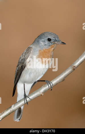 Taiga-Fliegenschnäpper - Ficedula Horste Stockfoto