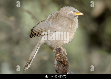 Jungle Babbler - Turdoides striata Stockfoto