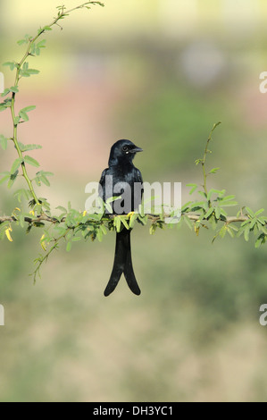 Schwarzer Drongo - Dicrurus macrocercus Stockfoto