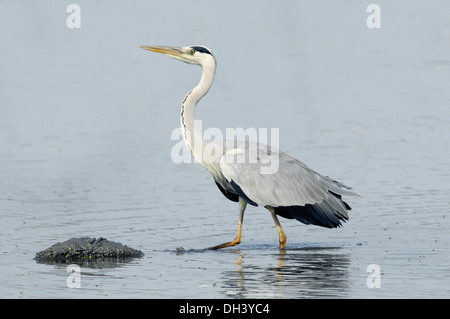 Grey Heron Ardea cinerea Stockfoto