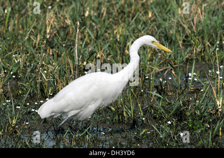 Fortgeschrittene Silberreiher - Ardea intermedia Stockfoto