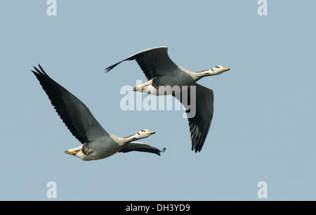 Unter der Leitung von Bar Gans - Anser indicus Stockfoto