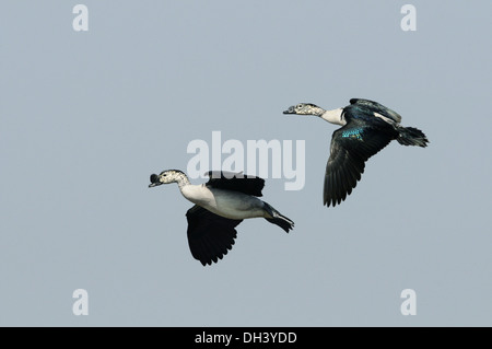 Kamm-Ente - Sarkidiornis melanotos Stockfoto