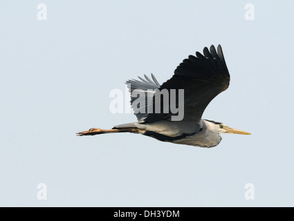 Grey Heron Ardea cinerea Stockfoto