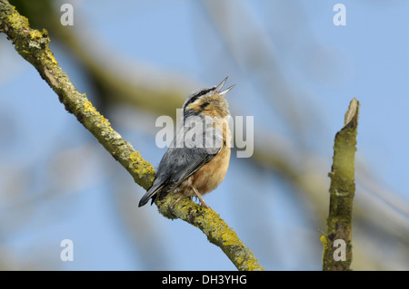 Kleiber Sitta europaea Stockfoto