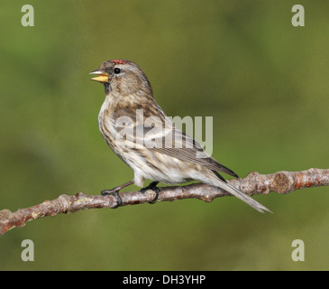 Geringerer Redpoll Zuchtjahr Kabarett Stockfoto