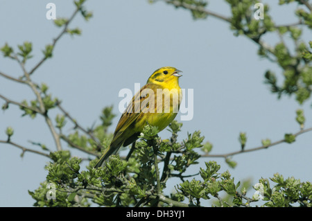 Goldammer Emberiza citrinella Stockfoto