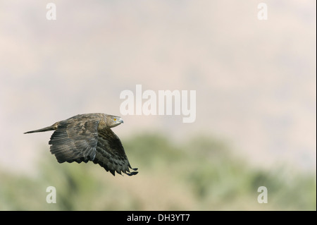 Honig-Bussard Pernis apivorus Stockfoto