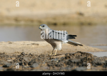 Levant Sparrowhawk - Accipiter brevipes Stockfoto