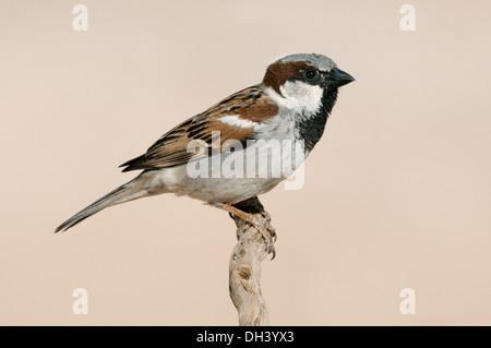 Haussperling Passer domesticus Stockfoto