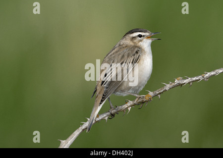 Sedge Warbler Acrocephalus schoenobaenus Stockfoto