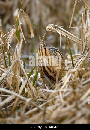 Rohrdommel Botaurus stellaris Stockfoto