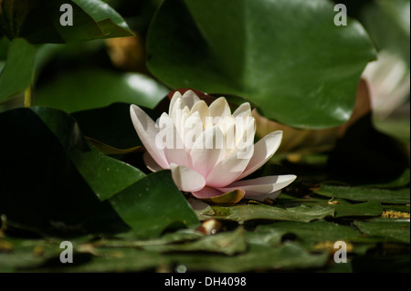 Weiß-rosa Seerose Stockfoto