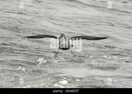 Balearen-Sturmtaucher - Puffinus mauretanicus Stockfoto