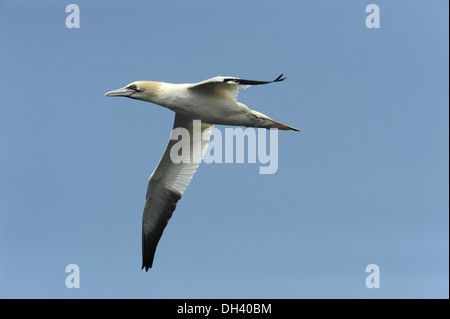 Basstölpel Morus bassanus Stockfoto