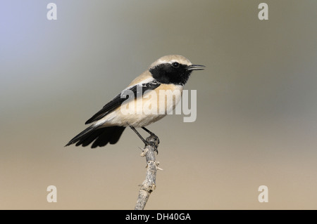 Wüste Steinschmätzer Oenanthe Bodendegradierung Stockfoto