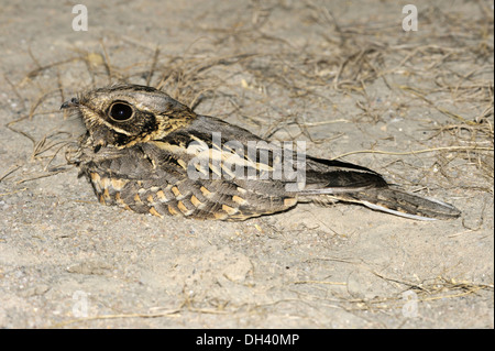 Indische Ziegenmelker - Caprimulgus asiaticus Stockfoto