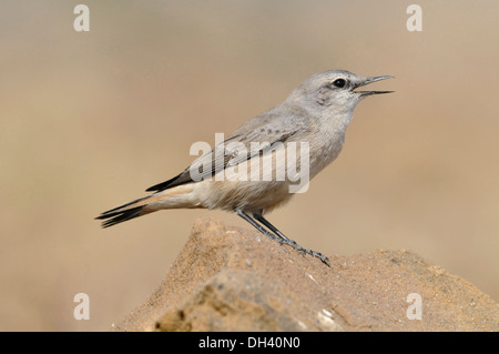 Rufous-tailed Steinschmätzer - Oenanthe xanthoprymna Stockfoto