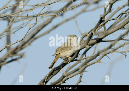 Asiatische Wüste Warbler - Sylvia nana Stockfoto