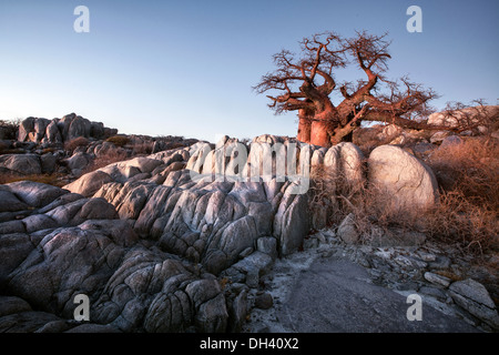 Baobab-Baum auf Lekhubu Insel, Botswana. Stockfoto