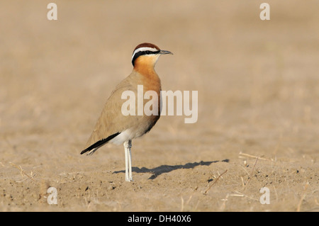 Indische Renner - Cursorius coromandelicus Stockfoto