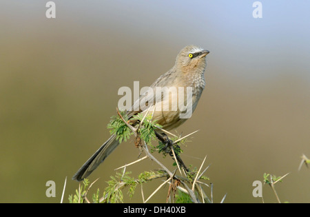 Große graue Schwätzer - Turdoides malcolmi Stockfoto