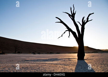 Baum im Deadvlei, Sossusvlei, Namibia. Stockfoto