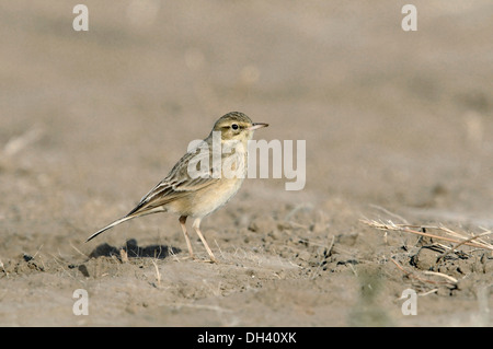 Tawny Pieper - Anthus campestris Stockfoto