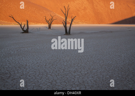 Baum im Deadvlei, Sossusvlei, Namibia. Stockfoto