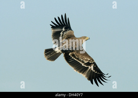 Kaiseradler - Aquila heliaca Stockfoto