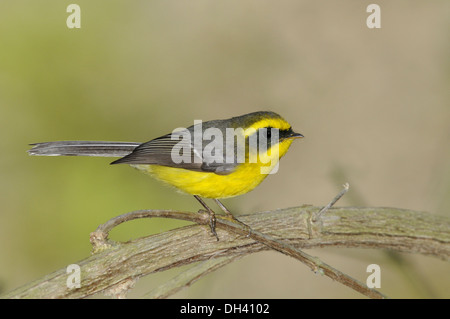 Bauche Fantail - Rhipidura hypoxantha Stockfoto