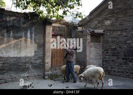 Peking, China. 30. Oktober 2013. Herr Wang lebt in Qingyun Hutong in der Nähe der Qianmen Straße und Platz des himmlischen Friedens. Wang 3 kleine Lämmer von einem Freund gekauft und nahm sie mit nach Hause, vor etwa einem Jahr, aber jetzt hat gemischte Gefühle. Er liebt sie und will nicht zu verkaufen oder zu töten, andererseits der Bereich, wo Herr Wang Leben befindet sich nahe dem Zentrum von Peking und ist für diese Art von Haustier ungeeignet, weil sie viel Gras zu Essen brauchen. Roppings auf der Straße Credit: ZUMA Press, Inc./Alamy Live News Stockfoto