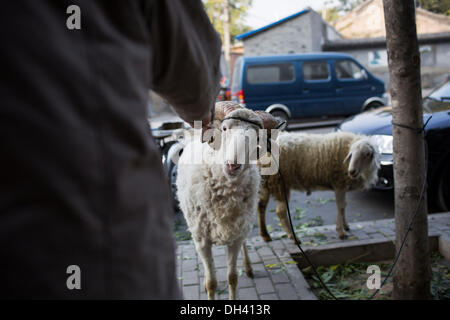 Peking, China. 30. Oktober 2013. Herr Wang lebt in Qingyun Hutong in der Nähe der Qianmen Straße und Platz des himmlischen Friedens. Wang 3 kleine Lämmer von einem Freund gekauft und nahm sie mit nach Hause, vor etwa einem Jahr, aber jetzt hat gemischte Gefühle. Er liebt sie und will nicht zu verkaufen oder zu töten, andererseits der Bereich, wo Herr Wang Leben befindet sich nahe dem Zentrum von Peking und ist für diese Art von Haustier ungeeignet, weil sie viel Gras zu Essen brauchen. Roppings auf der Straße Credit: ZUMA Press, Inc./Alamy Live News Stockfoto