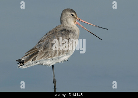 Schwarz-angebundene Uferschnepfe Limosa limosa Stockfoto