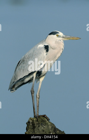 Grey Heron Ardea cinerea Stockfoto