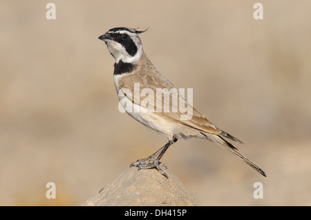 Temminck Lark - Eremophila bilopha Stockfoto