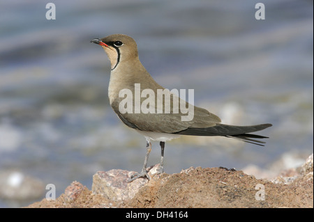 Rotflügel-Brachschwalbe - Glareola pratincola Stockfoto