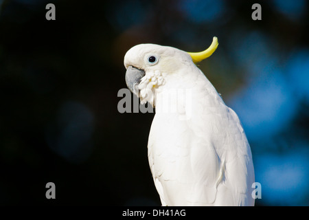 Schwefel-crested Kakadu (Cacatua Galerita) Stockfoto