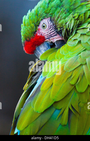 Große grüne Aras (Ara Ambiguus) Stockfoto