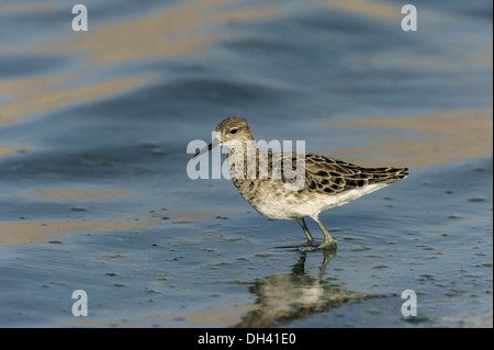 Kampfläufer Philomachus pugnax Stockfoto