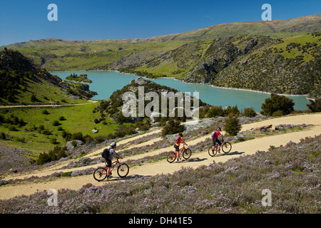 Mountainbiker und wilder Thymian in Blüte auf Zick-Zack-Abschnitt von Roxburgh Schlucht Rad- und Wanderweg, Central Otago, Neuseeland Stockfoto